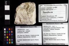 Foto (Objket + Etiketten) von Cracensigillatus acutirostris (Moericke, 1889) 